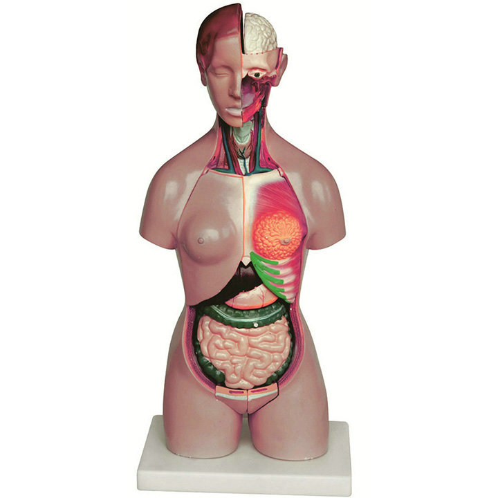 customized medical anatomic models