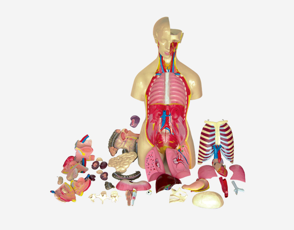 Medical anatomic models