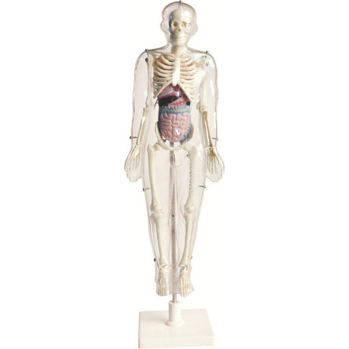 Medical anatomic models