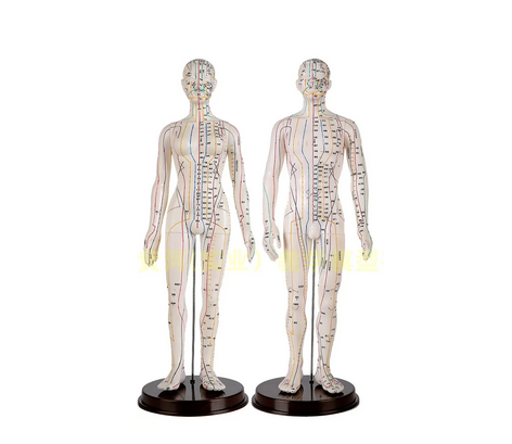 human acupuncture model
