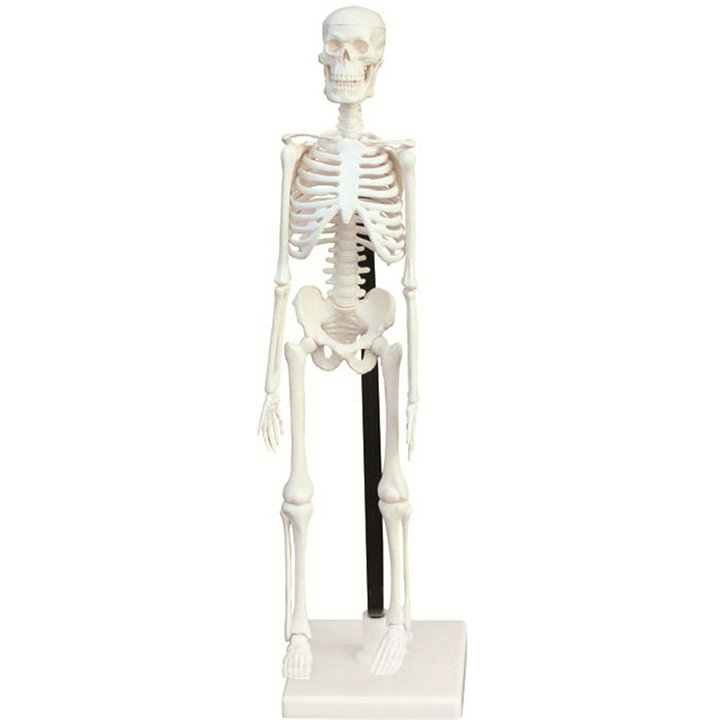 Human Skeleton Anatomical Model products